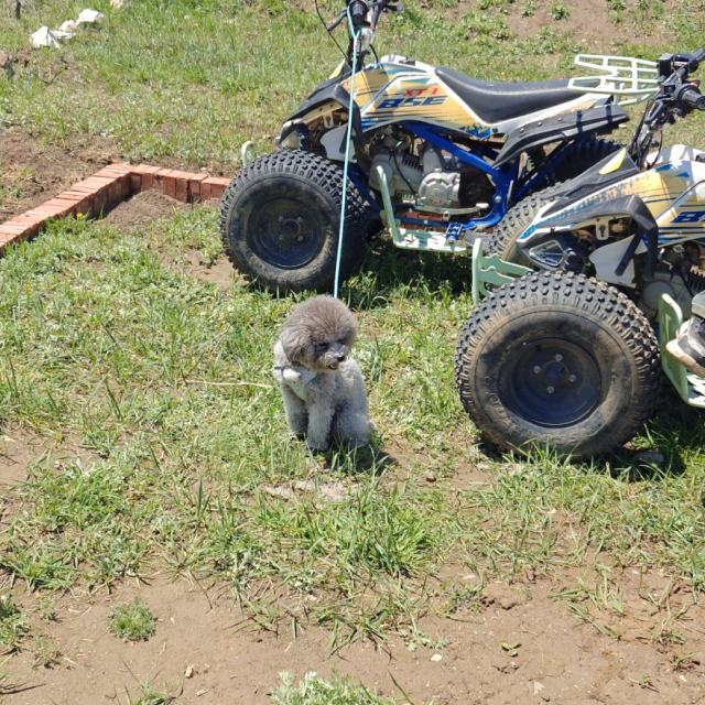 飞鸟爱上了鱼原版铃声