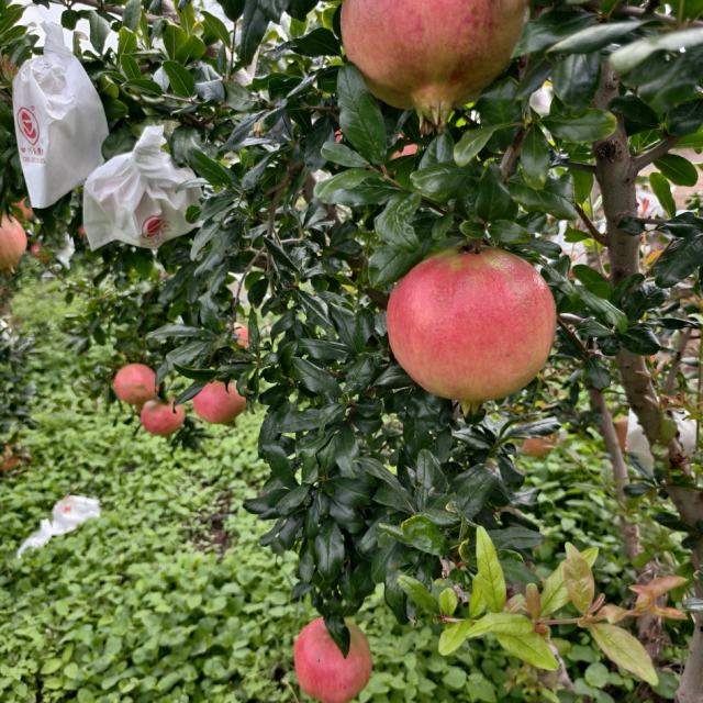 华为荣耀通知-Pixies