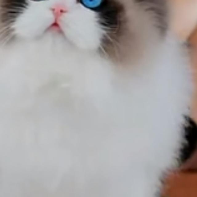 苹果香-丫蛋DJ沈念版