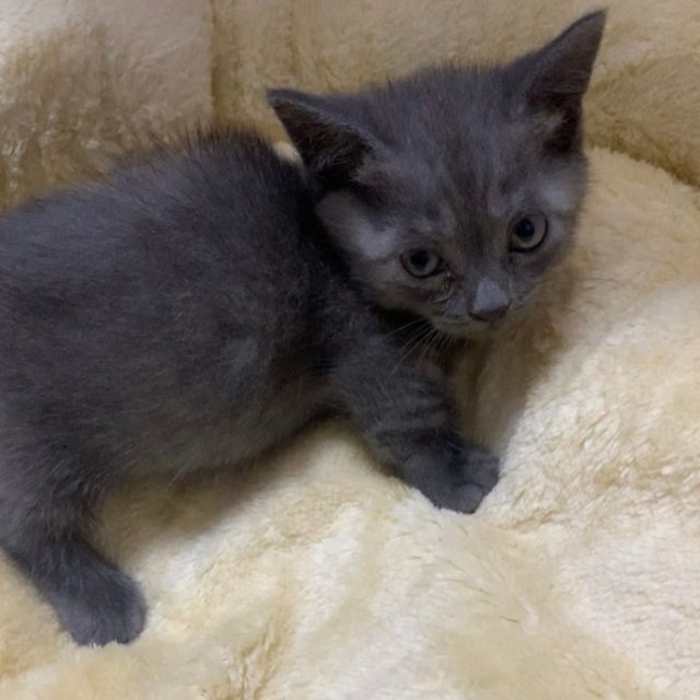 我说我喜欢你 你说然后呢 我说我们一起吃早午晚饭 一起看春夏秋冬 一起数一二三 一起到一二百岁