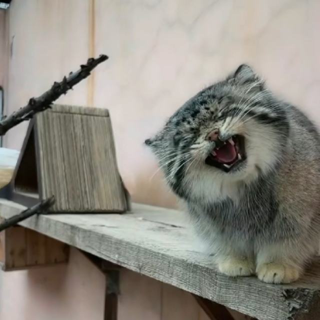 大风吹到梧桐树（DJ版）