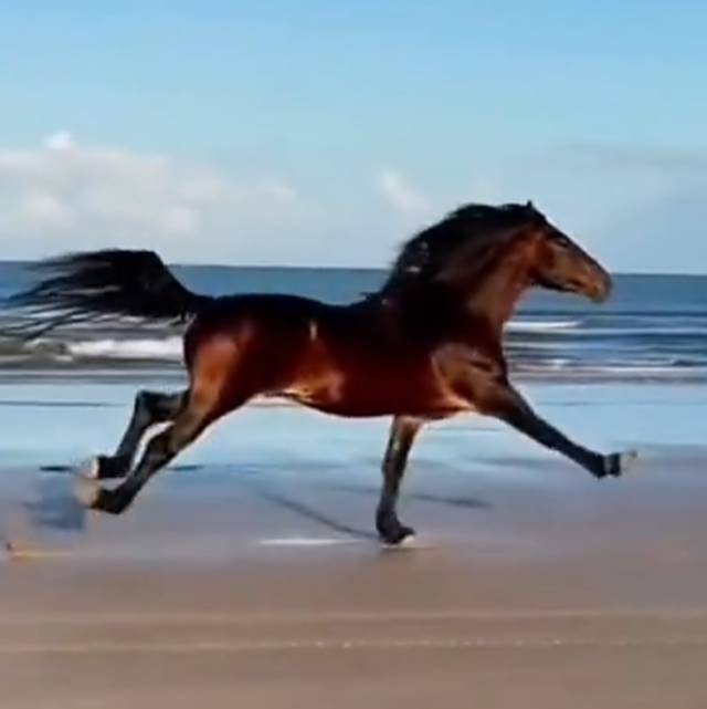 快马在江湖里厮杀