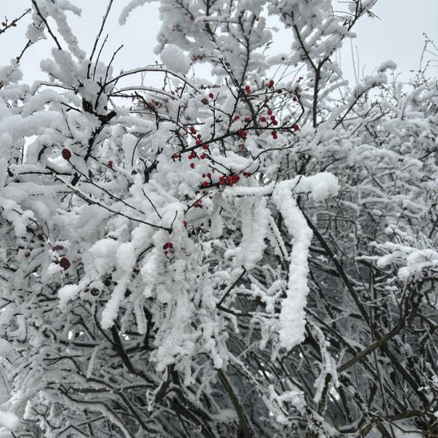 封心的雪-张宇