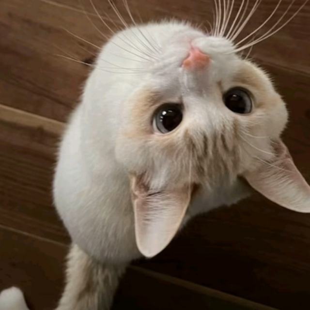 你总是这样，遇到难回答的问题 就不说话了