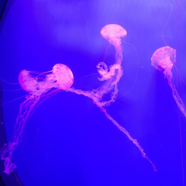 扛过枪 放过羊(DJ伟然版)