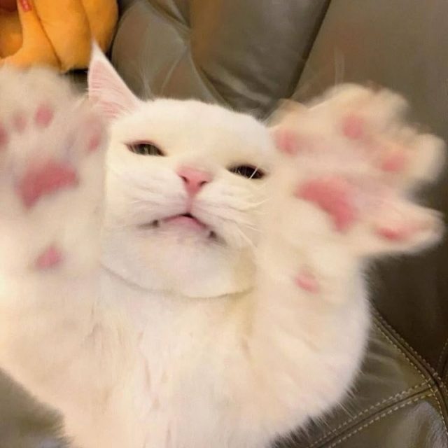 鸡公煲鸡公煲，经过我的胃