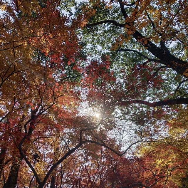 自古逢秋悲寂寥，我言秋日胜春朝