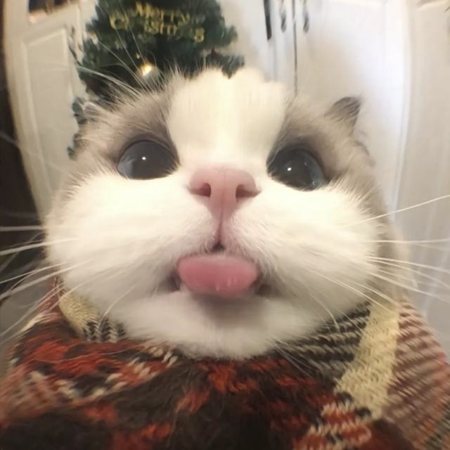 【绿色DJ】说不痛苦那是假_