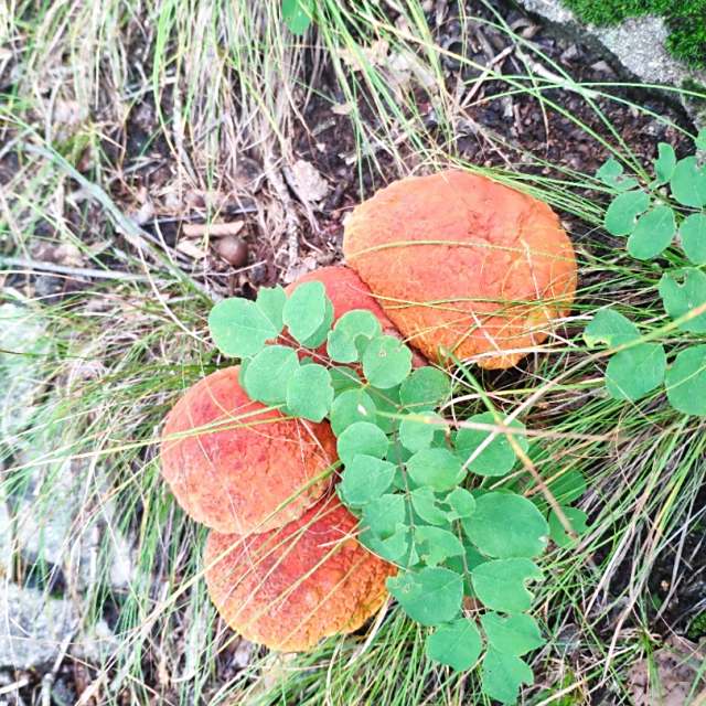 网友提供LG手机里非常火爆的一款短消息彩铃