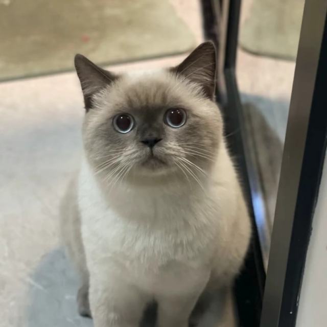 贺仙人 - 你的🐳