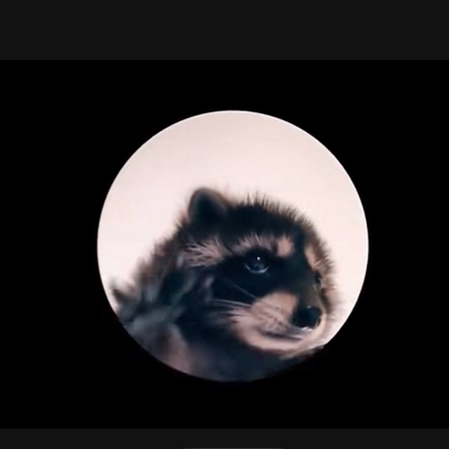 pedro 小浣熊 iphone手机铃声