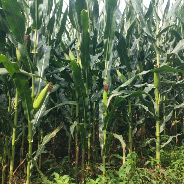 李娜 - 好人一生平安（其一）