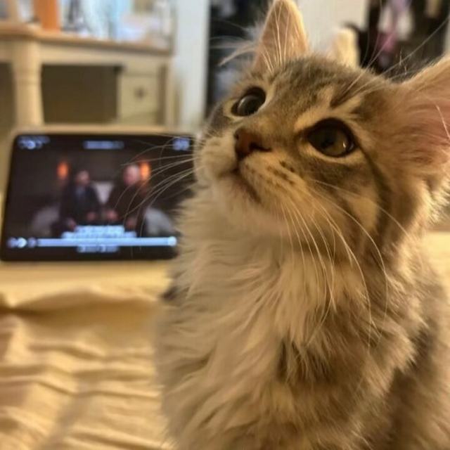 【大眠I·I·1.2】如果我做不到最好 那我就尽我所能 爱你所有