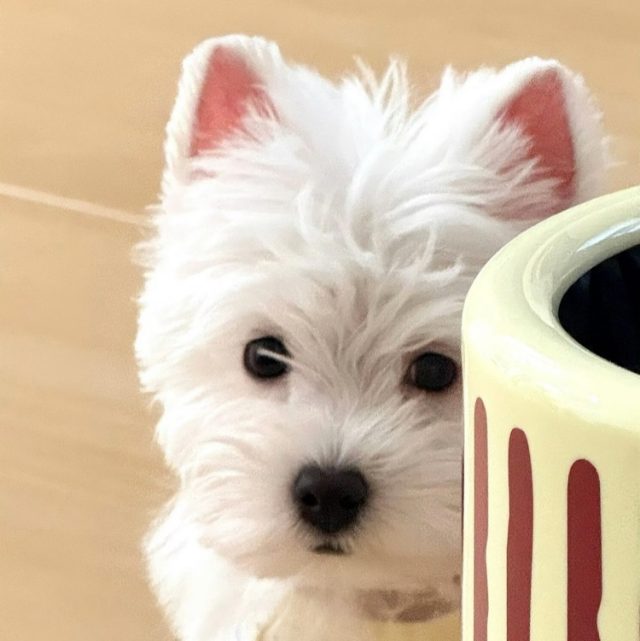 不该-周杰伦张惠妹