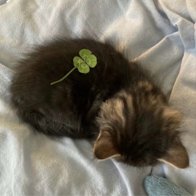 如果是你站在我面前张开双臂笑眯眯 那命运安排给我的酸涩与苦楚 我都甘之如饴