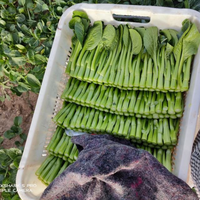 苏婷🎀.——【抖音热播】出卖DJ 2023热播歌曲_