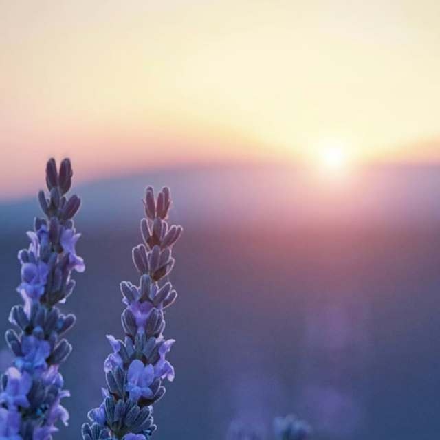 先说爱的人为什么先离开dj——田园