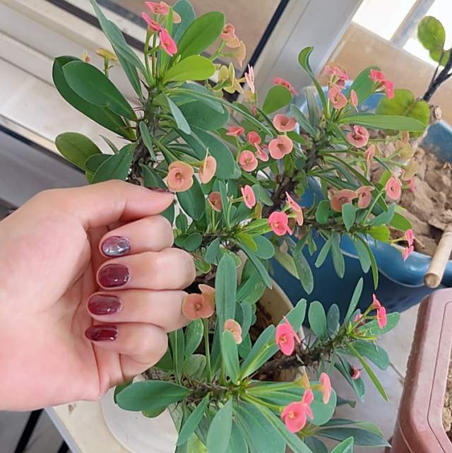 IMG_碰花碰情不碰你