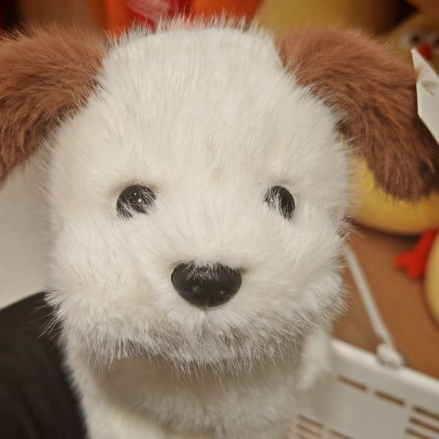 Hailey Rowe - My Boyfriend Is Gay