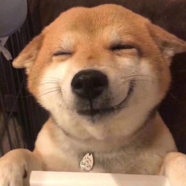 狗你一下、茶花开了