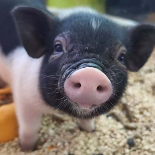 乌萨奇 到！乌萨奇 到！