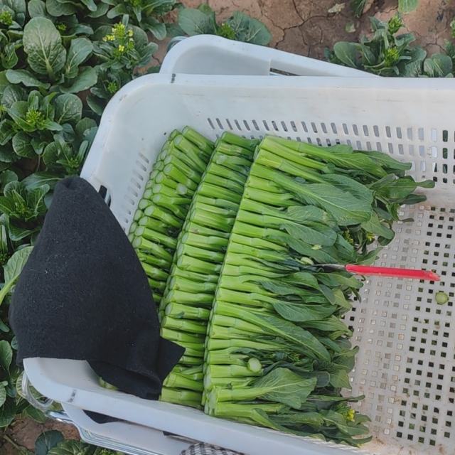 苏婷🎀.——【热门置顶】海南G98高速专用超嗨提神醒脑国粤语Electro音