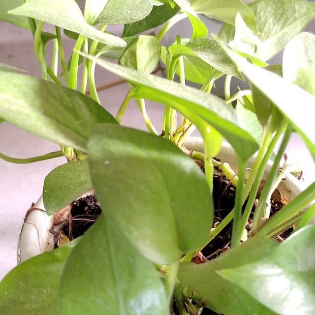 查理芒