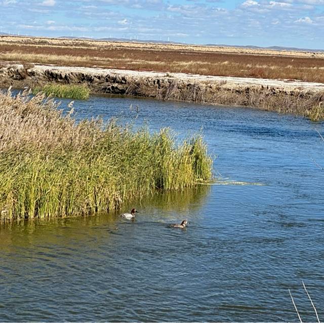 Taylor Swift-Opalite