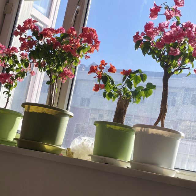 见与不见我都会想你